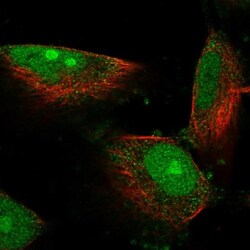 DIMT1L Antibody, Novus Biologicals:Antibodies:Primary Antibodies
